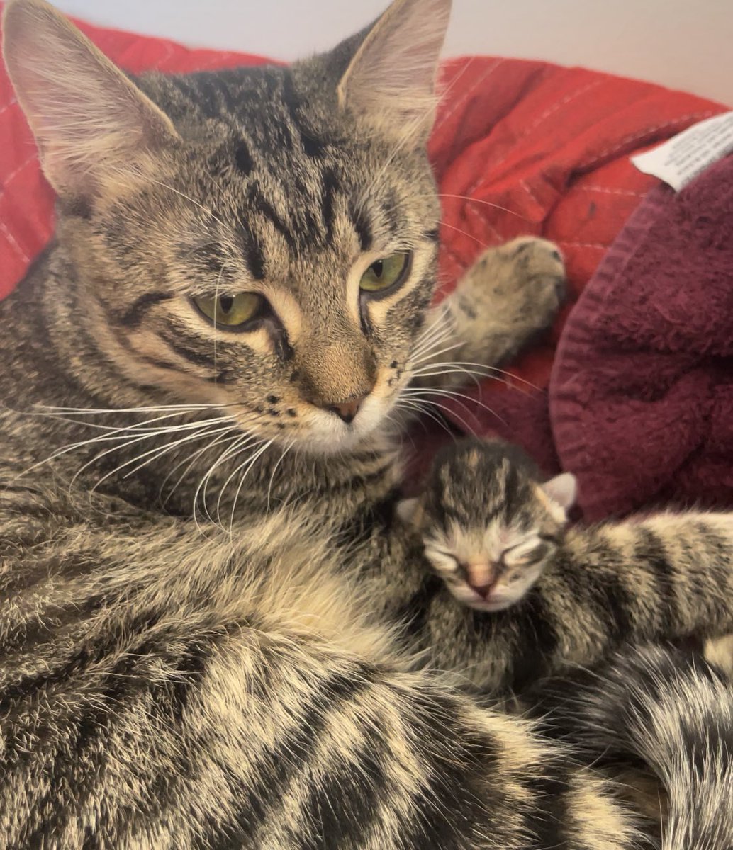 Meleny's tweet photo. Lucy’s Brand New babies!  ♥️#kittens https://t.co/Fk3an1qzUk