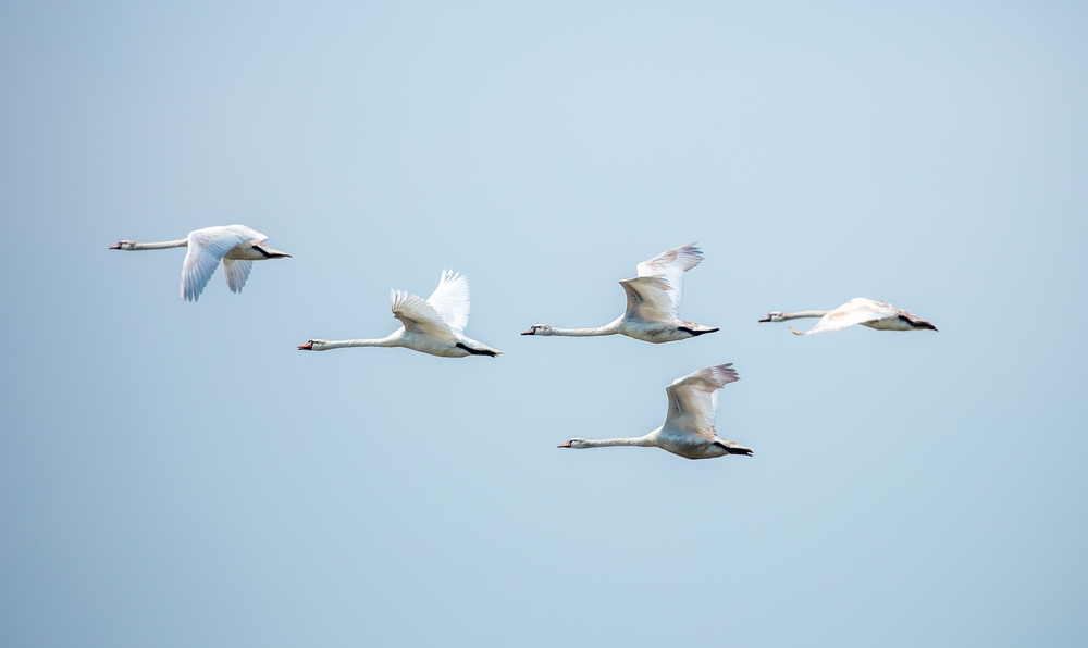 📣 | 🦢New report on #AvianInfluenza shows cases are still widespread in Europe, but detections are decreasing.

Overall risk for general population remains low.

Read the latest findings from EFSA, <a href="/ECDC_EU/">ECDC</a> &amp; EU reference laboratory ⤵️

europa.eu/!X3pBTG 

#AnimalHealth