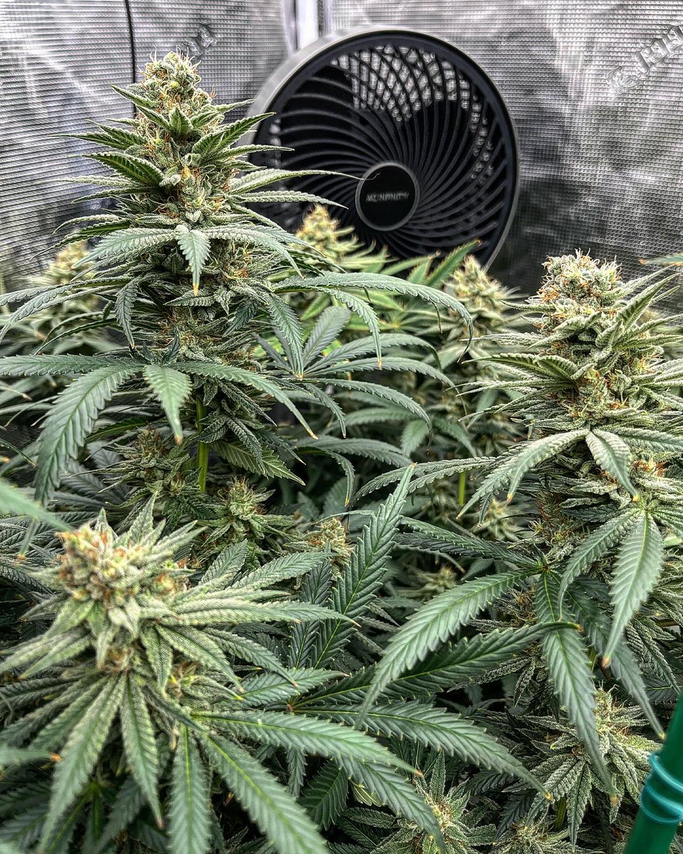 Panty Parfait (RP x PPD) doing her thannnnggg on Day  40🌻

🍁TeeBeeDee man…TBD🍁
#growyourown #CannabisCommunity #Homegrown #cannabisculture #WeedLovers #weed