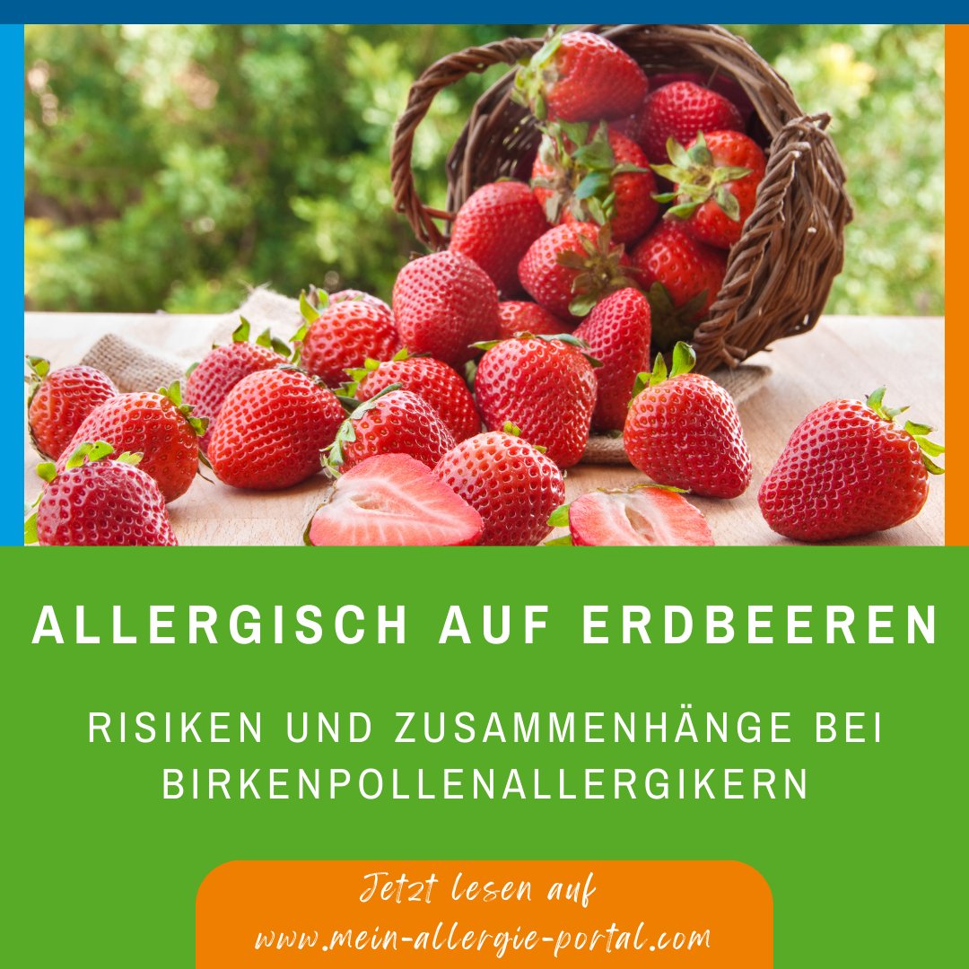 Manche Menschen zeigen allergieähnliche Symptome nach dem Verzehr von Erdbeeren. Diese Reaktion tritt besonders bei Birkenpollenallergikern auf. 🍓
🔗mein-allergie-portal.com/nahrungsmittel…