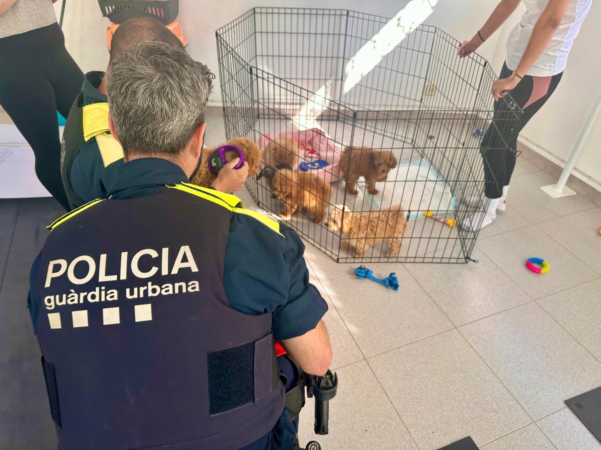 GUBBarcelona's tweet photo. 🐶 Conjuntament amb l’Oficina de Protecció dels Animals de BCN, hem recuperat sis cadells de gos que es feien servir de forma il·lícita en sessions de ioga d'un local de l’av. Meridiana.

Els gossos han quedat sota tutela del centre d'acollida #CAACB.

🔗 https://t.co/MRPs6DwKWU https://t.co/uN2zn4oRQU