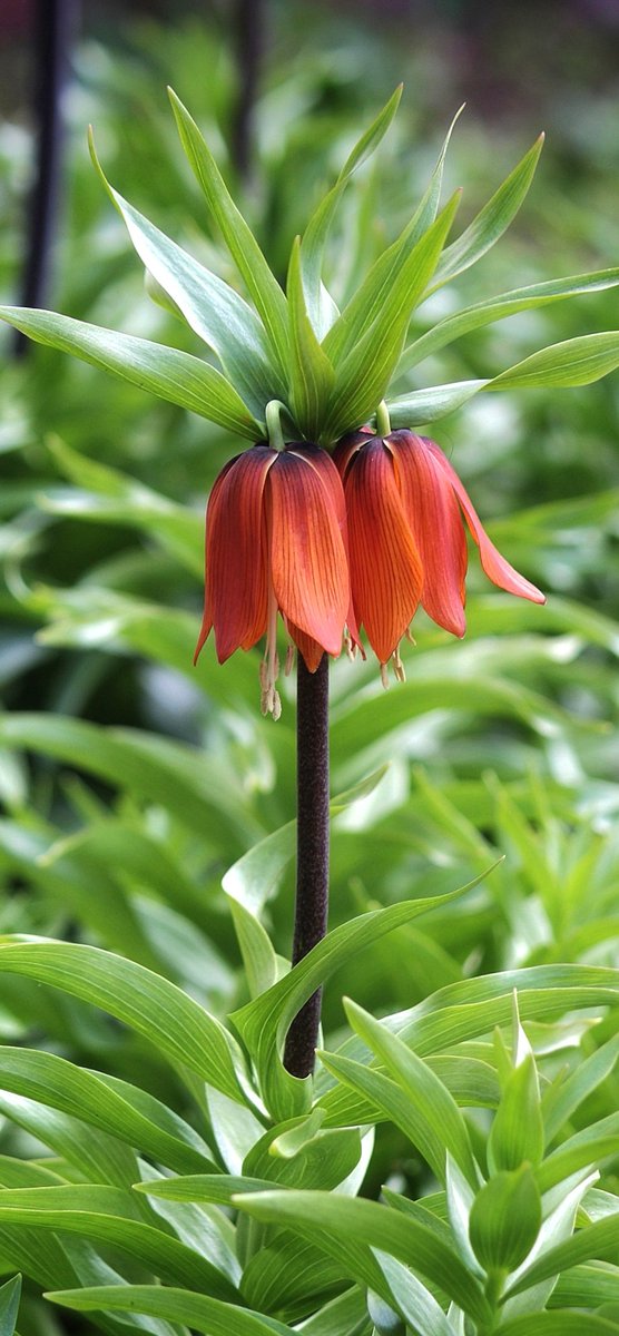 Fritillaria imperialis