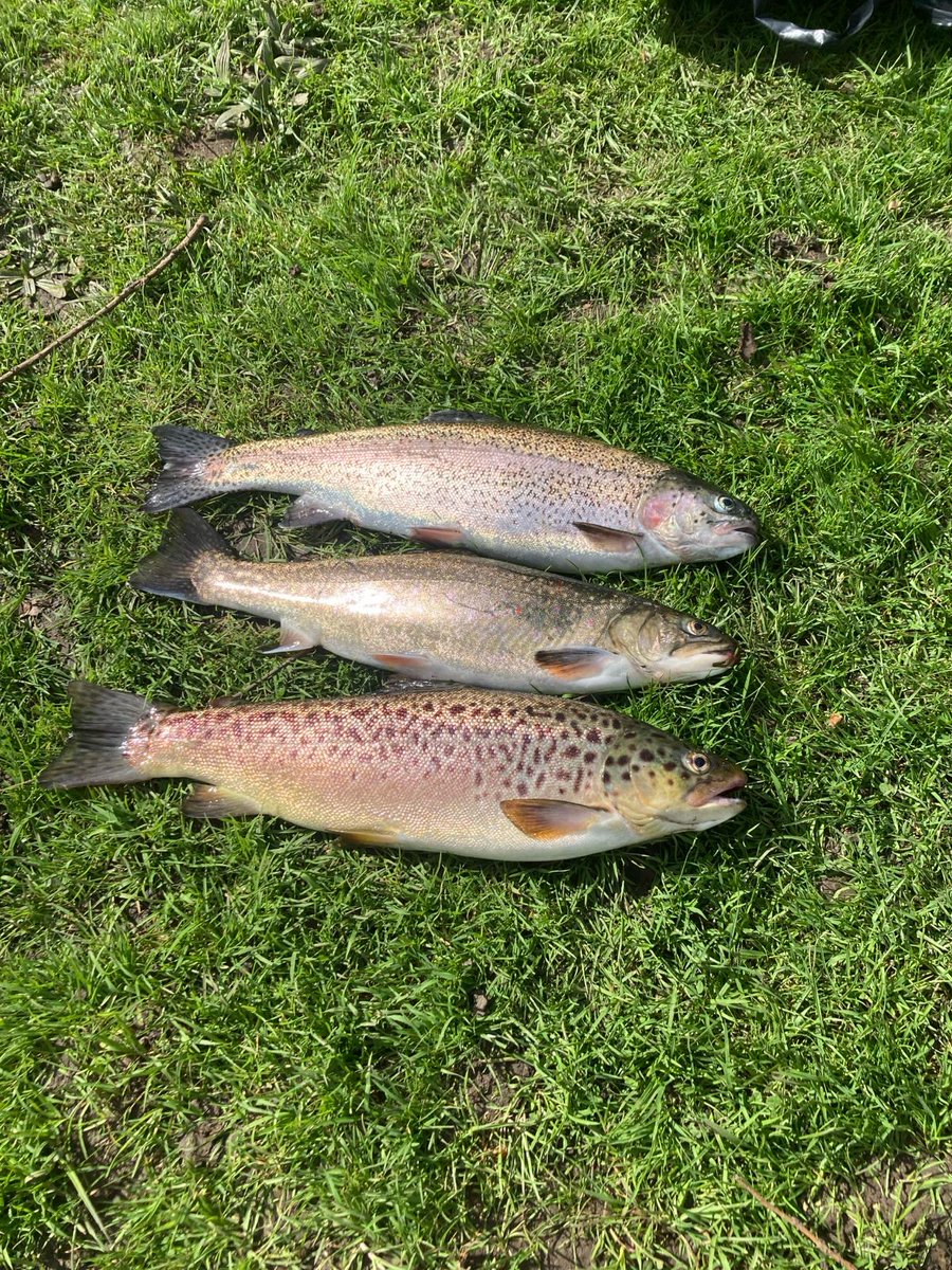 Perfect trifecta for Jason Reeves over the weekend! Rainbow, Sparctic, and a Brown! Well done Jason! Fishing is great here at Syon so grab your rod and have a days fishing!