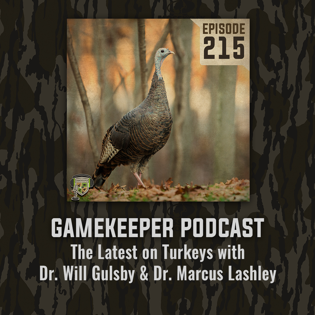 UF Game Lab (@ufgamelab) on Twitter photo 🌲 New on the Podcast <a href="/MOGameKeepers/">Mossy Oak Gamekeepers</a> this week!
Dr. Will Gulsby & <a href="/DrDisturbance/">Marcus Lashley</a> discuss topics from using air guns for deer capture to the latest turkey studies. 🦌🦃 This is an episode you won’t want to miss!
Link: mossyoakgamekeeper.com/podcasts/ep215…
#gamekeepers 🌲 New on the Podcast <a href="/MOGameKeepers/">Mossy Oak Gamekeepers</a> this week!
Dr. Will Gulsby & <a href="/DrDisturbance/">Marcus Lashley</a> discuss topics from using air guns for deer capture to the latest turkey studies. 🦌🦃 This is an episode you won’t want to miss!
Link: mossyoakgamekeeper.com/podcasts/ep215…
#gamekeepers