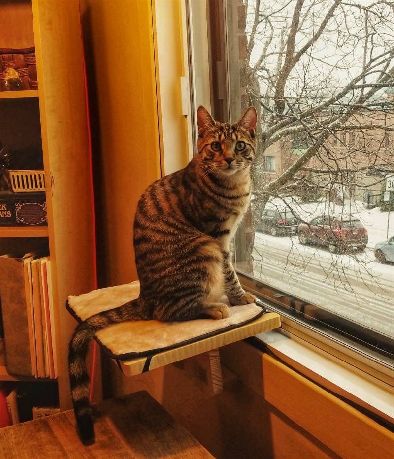 Montreal Animal Rescue Network- no kill 🐈 shelter tweet media