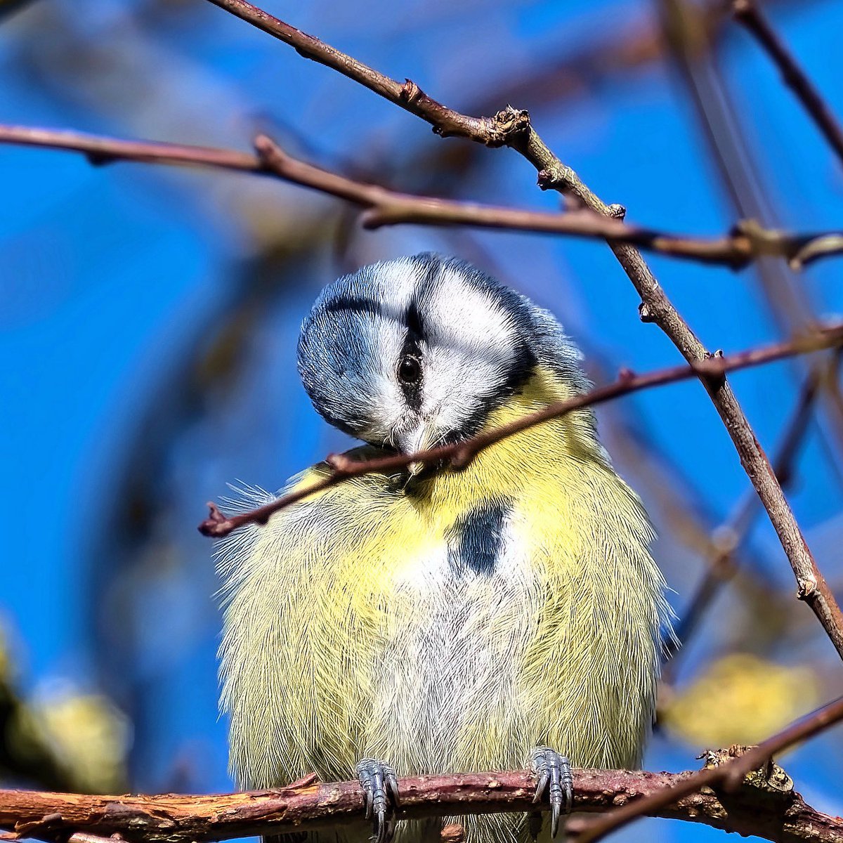 #bluetit #gardenbirds #ukbirds #wildlifelovers #trees #nature_perfection #woodlandbirds #BirdsSeenIn2024 #birds #wildlifephotography #birdphotography #pond #NaturePhotography #birdwatching #birding #photooftheday #birds_captures #birdlovers #ducks