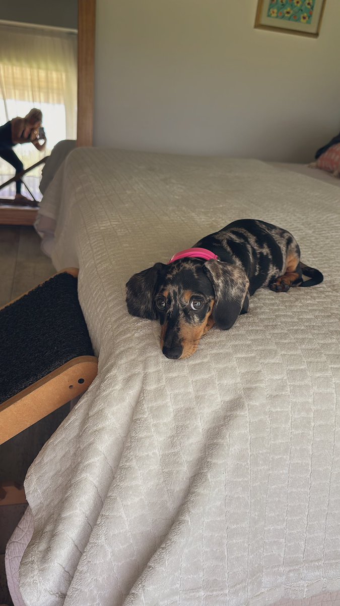 Martulity's tweet photo. Sólo voy a decir q los segundos siempre son más rápidos y q éste chichón del suelo sube la rampa desde el segundo día de llegar a casa! #EducandoAPippa 💘🐶 https://t.co/e4kgeDOcFT
