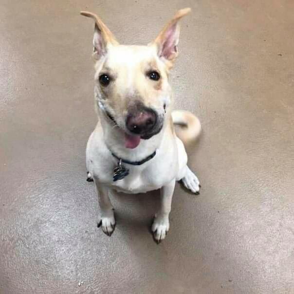Este es Pato, fue lanzado de un automóvil en movimiento cuando era un bebé, pero sigue siendo el chico más guapo con su sonrisa. ♥️