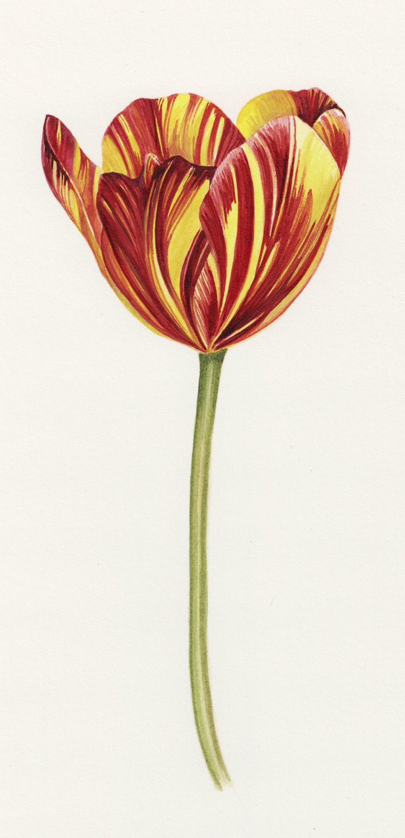 After the most diabolical wet day yesterday we finally have a bit of sunshine here in Cornwall. Here’s one of the beautiful spring flowers I’ve just illustrated for ‘A Short History of Flowers’ by @AdvollyR #tulips #spring #botanicalart