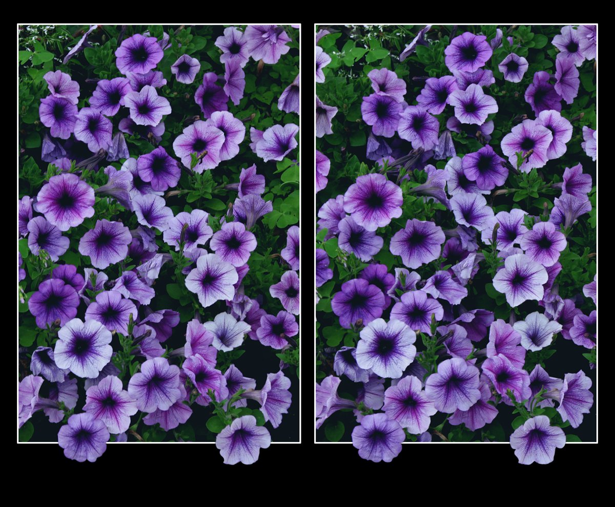 Thais Del Gaudio over in Brazil captures the universal wonders and magic of the start of spring.... Let's see what you see as well - tag us or email stereos to nicole@londonstereo.com #springtime #Flowers #NaturePhotography #3D #Brazil