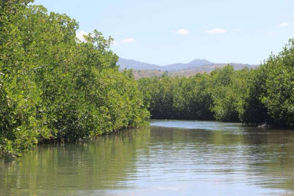 AcleddHaiti's tweet photo. 📌Situées au pied du bassin versant Cordier qui borne la route de Jean-Rabel, la localité de Haut-Fourneau abrite la plus grande réserve et la plus riche diversité de mangroves pour tout le département du Nord-Ouest.
#AiresProtégées #Mangroves #HautFourneau @FOKAL_Ayiti #Acledd https://t.co/0k9vZRdIMi