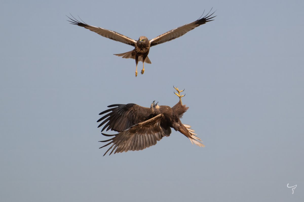 JongejanPhoto's tweet photo. Vandaag had ik het geluk dat ik een aantal baltsende bruine kiekendieven kon fotograferen. Wat een spektakel! @vogelnieuws @VroegeVogels #kiekendieven #voorjaar #vogelfotografie #cameramee https://t.co/qGbZhbwbnO
