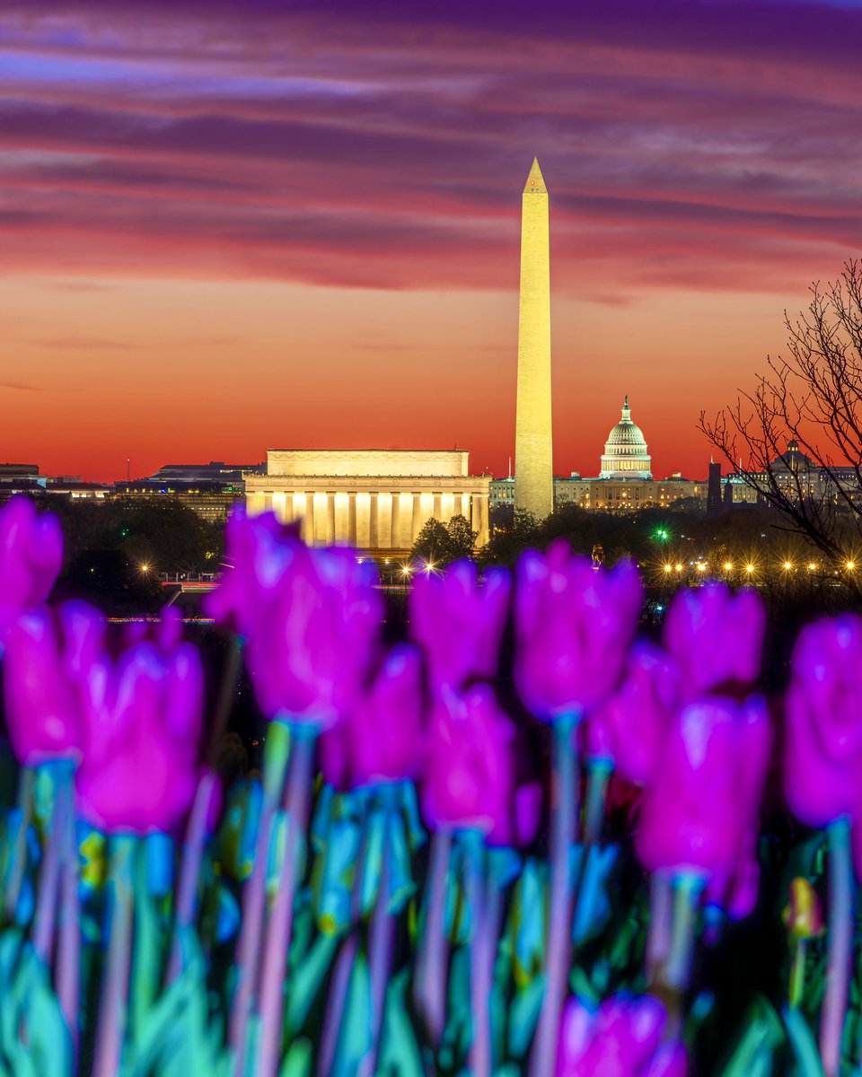 This mornings #sunrise over #WashingtonDC 🌷☀️ #tulips @NWS_BaltWash @spann @JimCantore @capitalweather @PoPville @washingtonian @CapitalPhotog @uscapitol @sunset_wx @NationalMallNPS @7NewsDC @Interior @JoeMartinezTV @ilovearlingtonv @ThePhotoHour @SonyAlpha