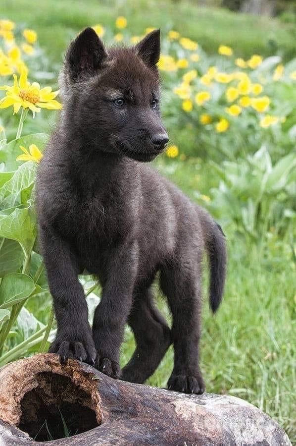 WOLF LOVERS (@wolfrescues22) on Twitter photo 