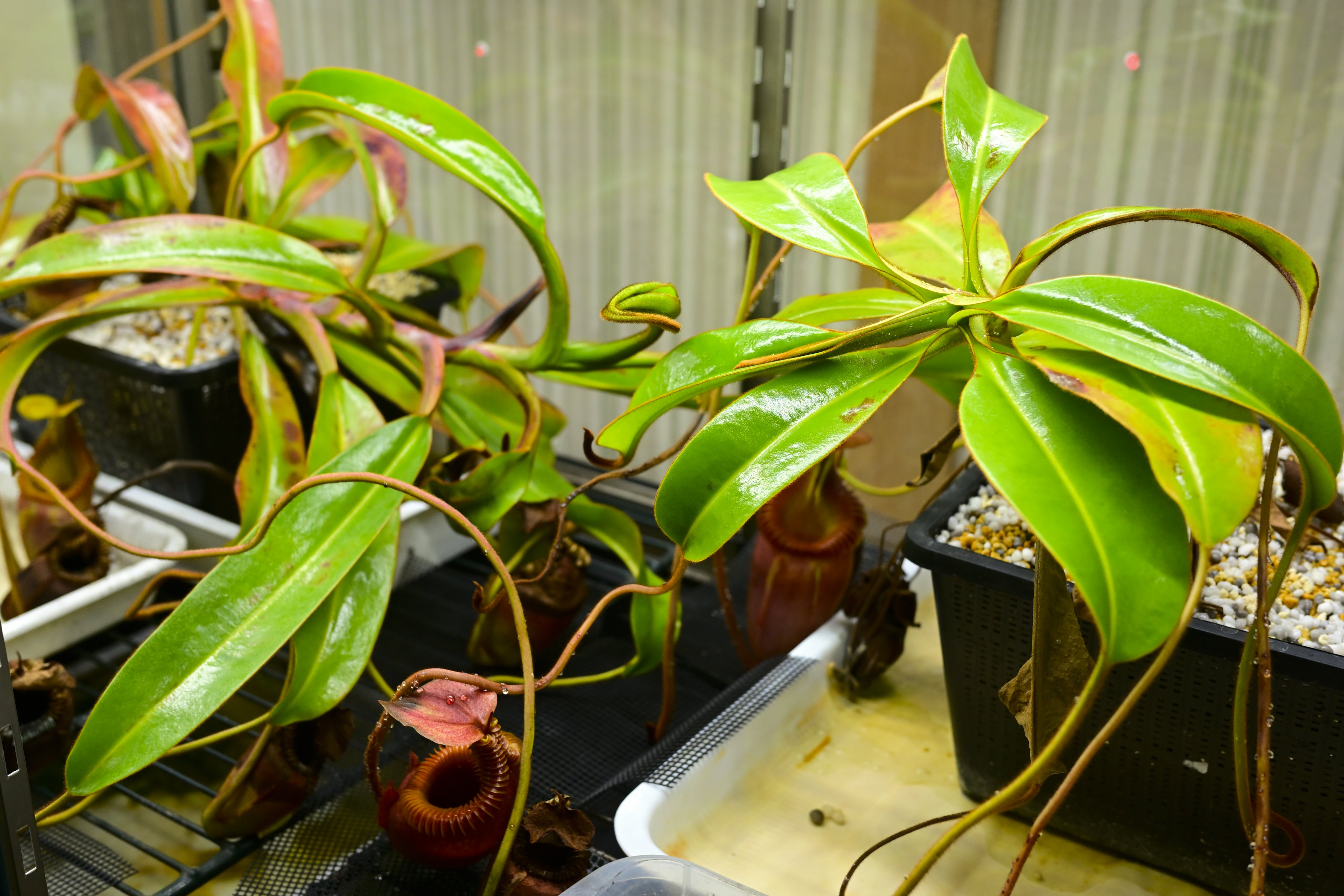 食虫植物N. villosa BE (ネペンテス ビロサ) Nepenthes villosa