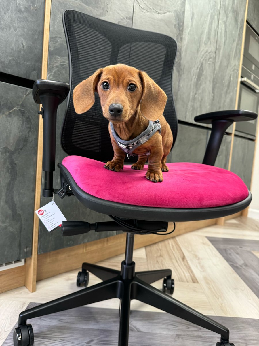 HoodSeating's tweet photo. Marshall has chosen this stunning pink upholstery in preparation for #Clerkenwelldesignweek!
What do you think of his adorable look?

The upholstery showcased is Agua - Premeira Cerise 😍
Hood is now offering upholstery arrangements - feel free to contact us for more information https://t.co/nzmdwPnfFH