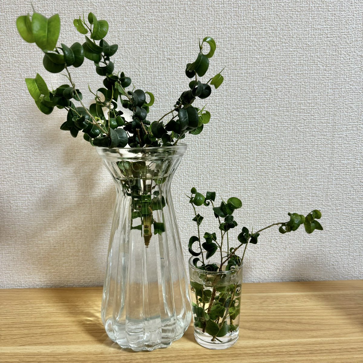 水挿しベンジャミンバロック、剪定したものをとにかく水につけてみてます。

#観葉植物 #ベンジャミンバロック #フィカスベンジャミンバロック #新芽 #ficusbenjaminabarok #benjaminabarok #foliageplant #houseplants #greenplants #indoorplants #観葉植物のある暮らし #グリーンのある暮らし