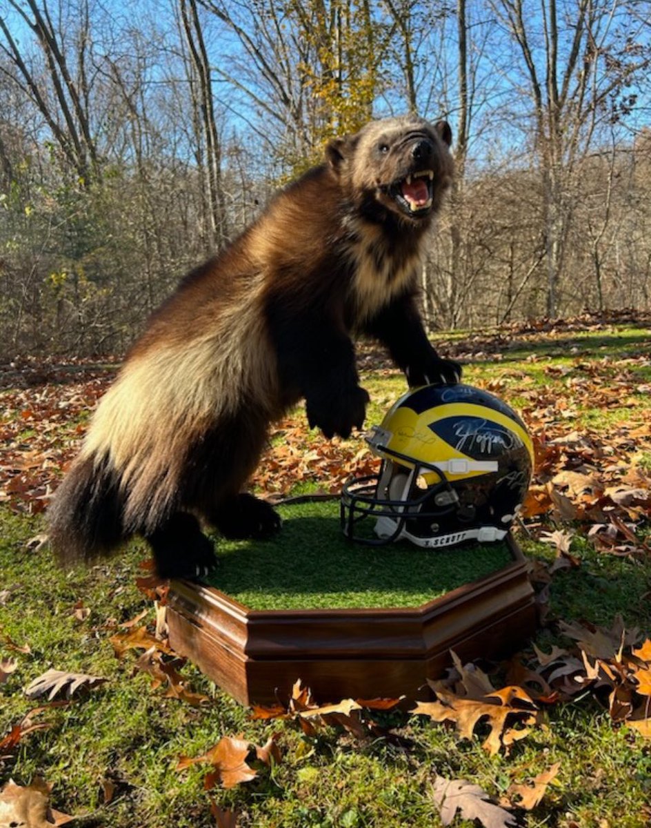 Stadium Salsa tweet media