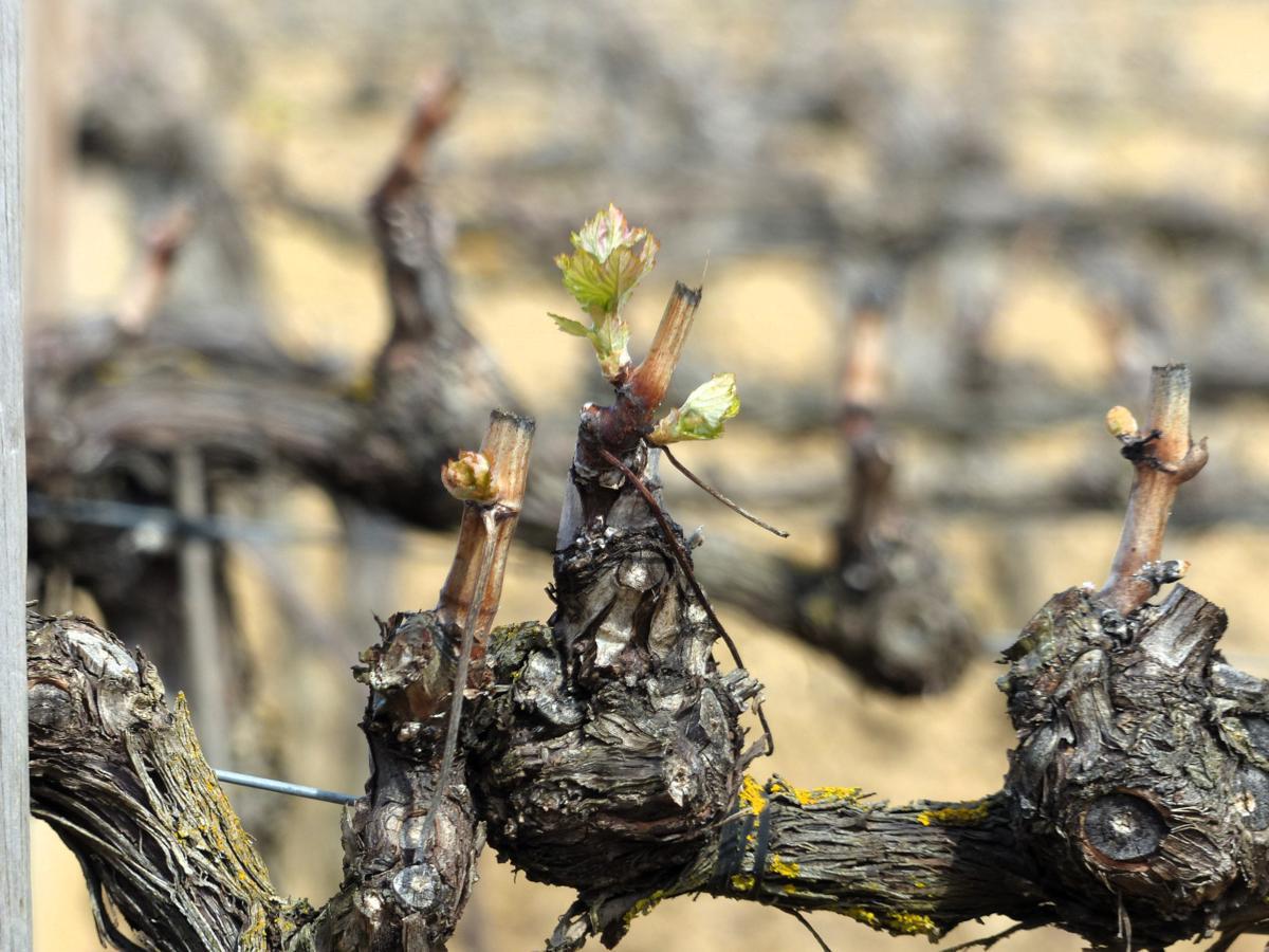 Bit chilly up here in #Rioja today. Wonder if this bud's wishing it had stayed dormant a while longer?