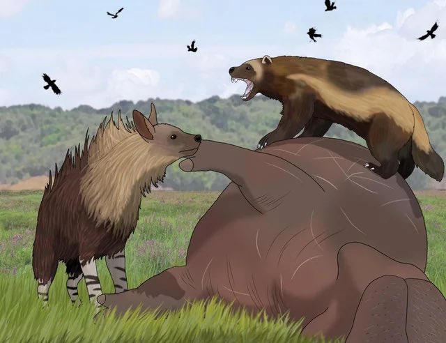 simonthesly74's tweet image. DYK? Although restricted to Africa (and Southern Africa at that) today, brown hyenas also inhabited southern Europe during the late Pliocene (as well as Northern Africa, naturally)!