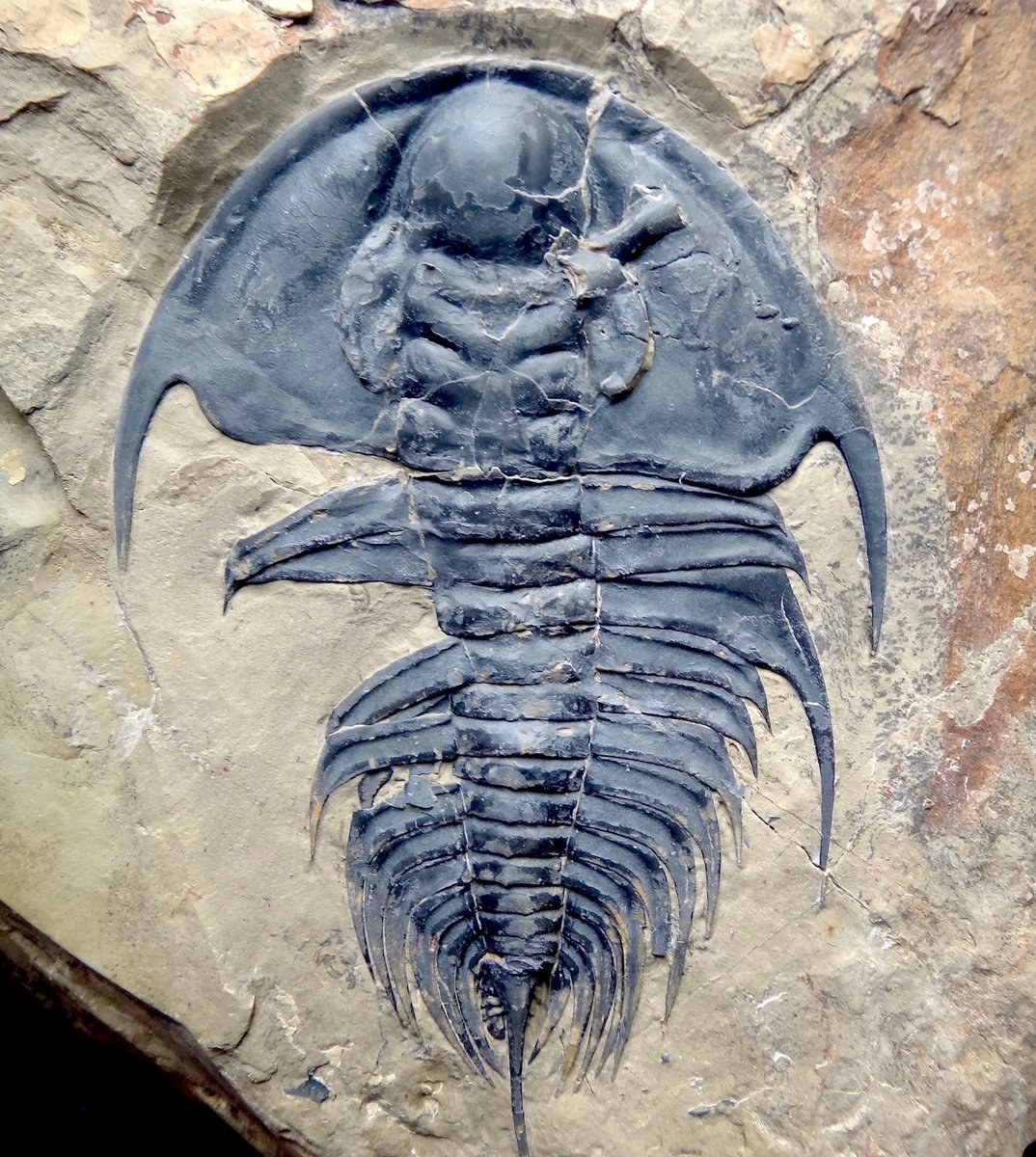 It's #TrilobiteTuesday! Olenellus trilobites, like this 4-in- (10.2-cm-) long specimen from Nevada, were among the more successful of early trilobite genera. Representatives of this distinctive arthropod line are now found in 500 million-year-old Cambrian rocks around the globe.