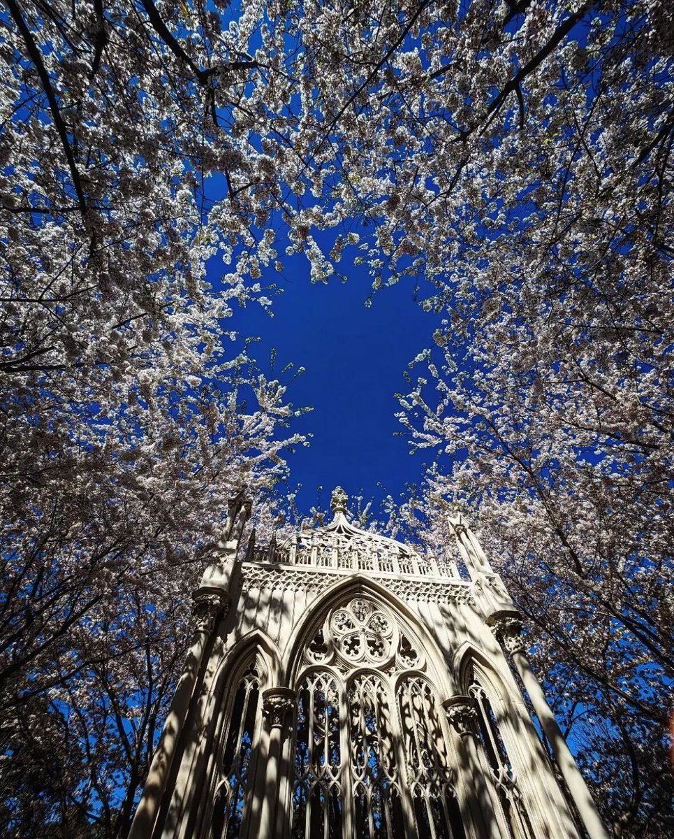 It's cherry blossom season! 🌸 We love seeing all your photos of the beautiful blooms around Hollywood! Photo: @theladyoctavia on Instagram