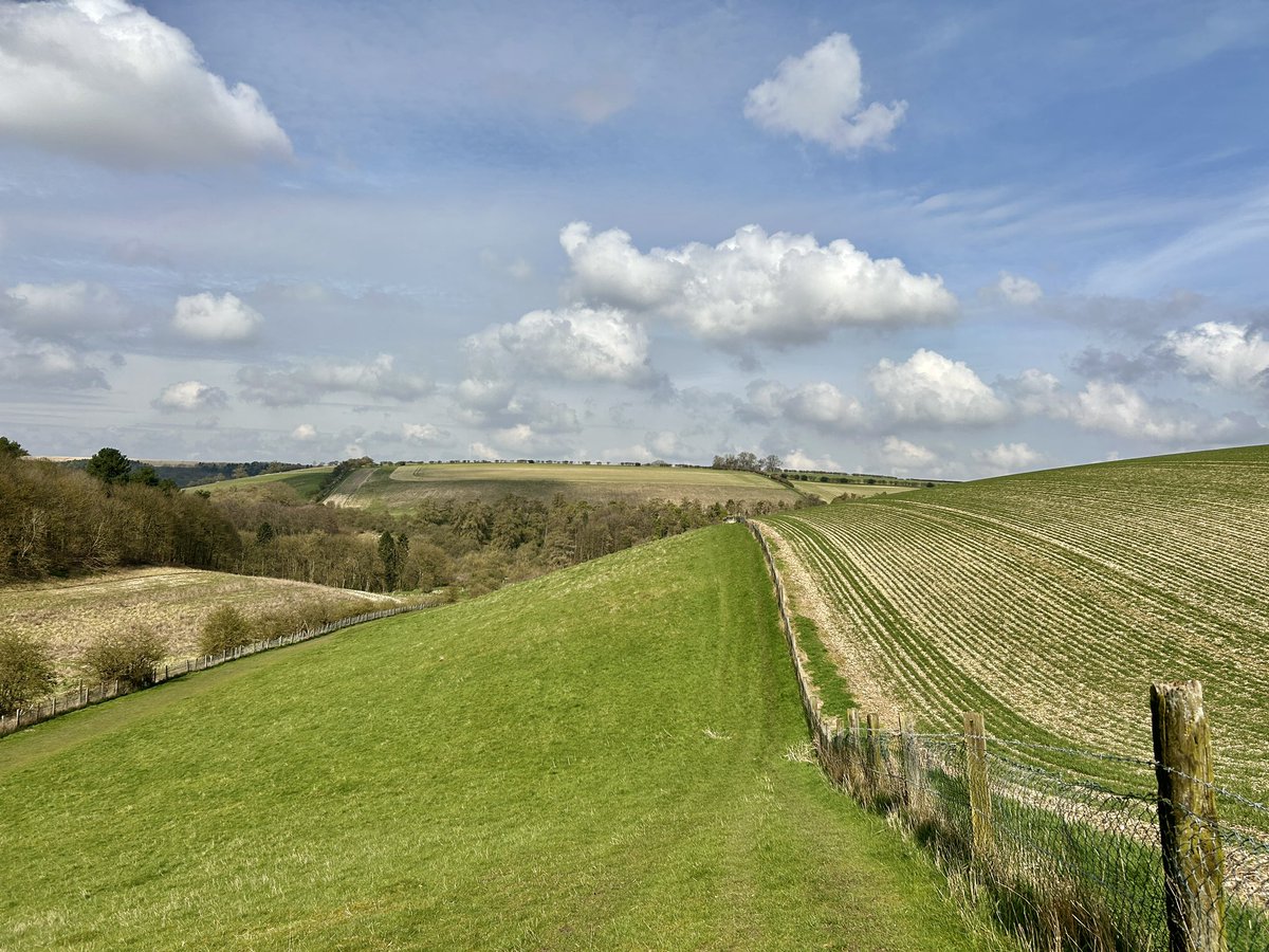 Chalk Undulations. 11°C and Spring sunshine. Ladybirds galore