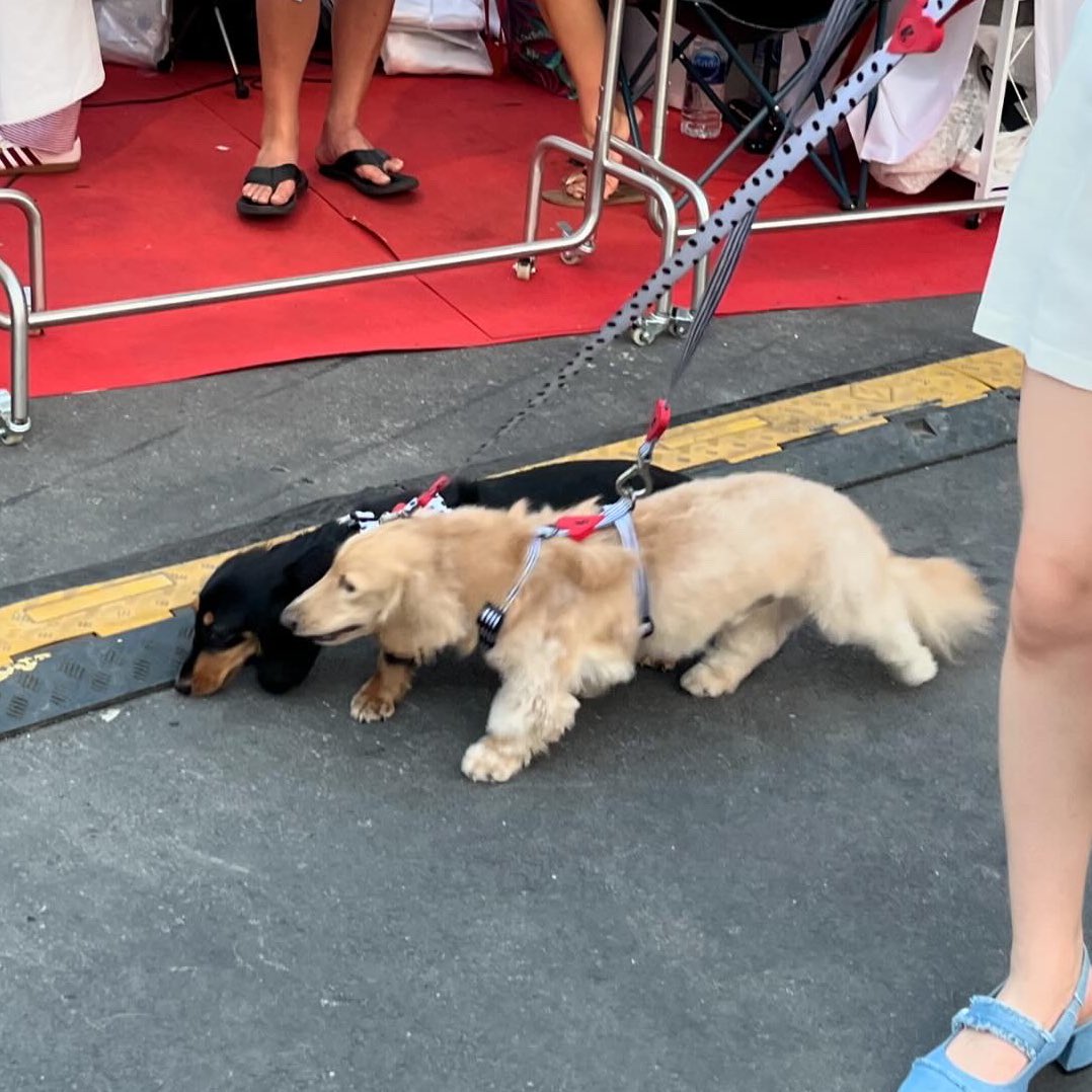 ☁️🌷🔆🛋️