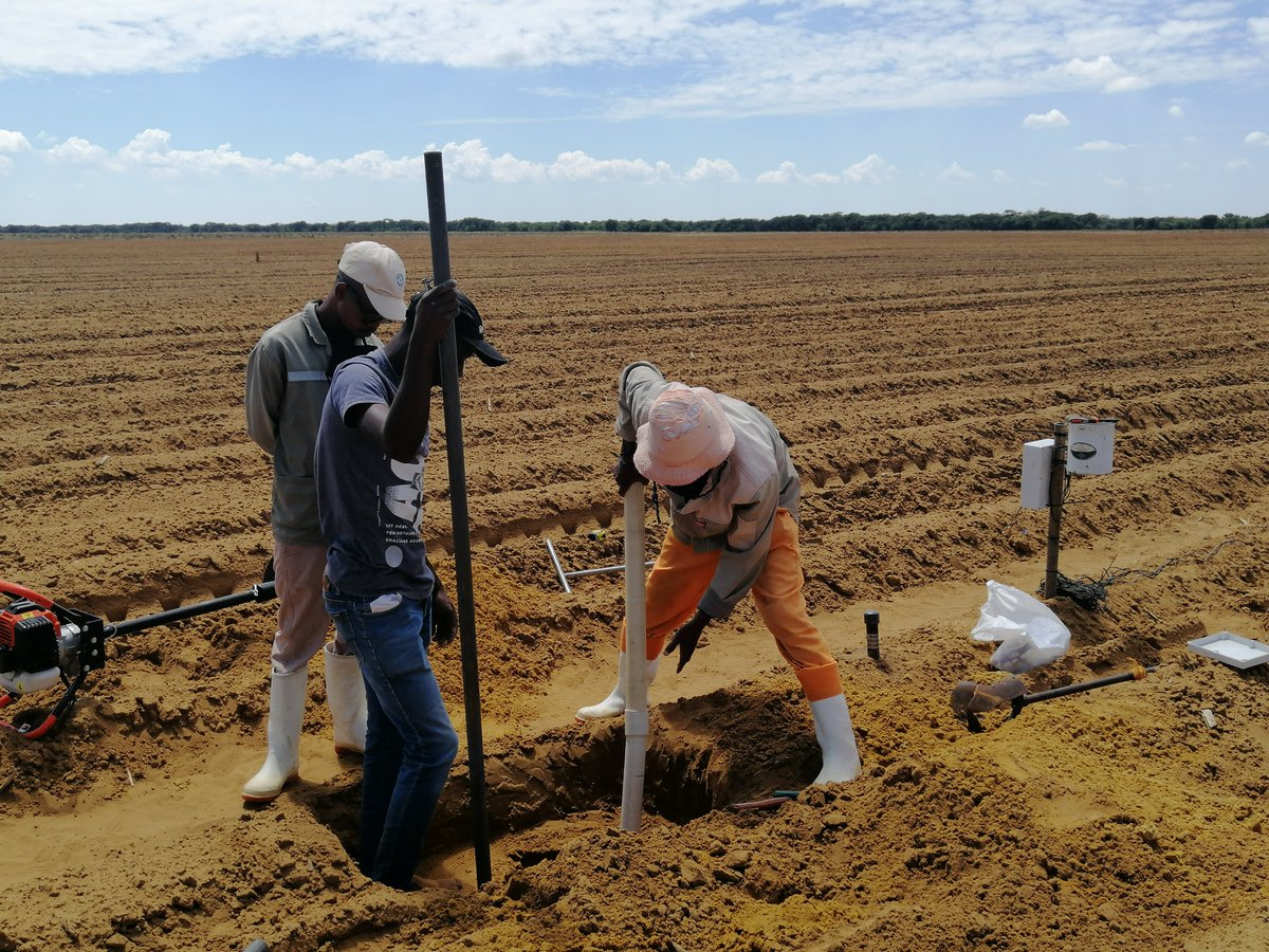 UP Faculty of Natural and Agricultural Sciences (@upnasagric) on Twitter photo <a href="/UPTuks/">University of Pretoria</a> researchers say that for the 1st time in SA, data from satellite imagery and local weather stations have been “calibrated” to inform irrigation strategies on potato farms in the western Free State. Read: bit.ly/4czLuZe <a href="/UPPlantAndSoil/">UP Plant and Soil Sciences🌾</a> <a href="/Fabiteam1/">FABI</a> <a href="/FutureAfricaUP/">Future Africa Platform</a> <a href="/UPTuks/">University of Pretoria</a> researchers say that for the 1st time in SA, data from satellite imagery and local weather stations have been “calibrated” to inform irrigation strategies on potato farms in the western Free State. Read: bit.ly/4czLuZe <a href="/UPPlantAndSoil/">UP Plant and Soil Sciences🌾</a> <a href="/Fabiteam1/">FABI</a> <a href="/FutureAfricaUP/">Future Africa Platform</a>