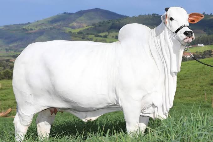 This is the world's most expensive cow, she was sold for 5,998,586,000 Billion Naria