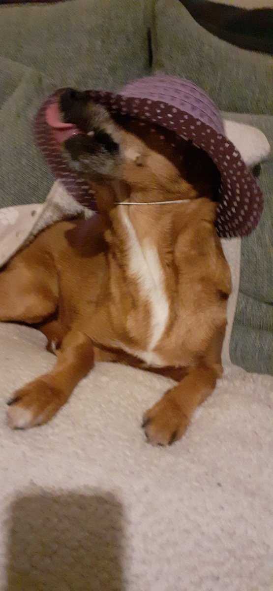 #PurpleDay 2024 #Epilepsy @EdinUniNeuro 12 year old rescued dog Tilly, living in North County Wexford, Ireland No need for a hat, better to try to taste it !