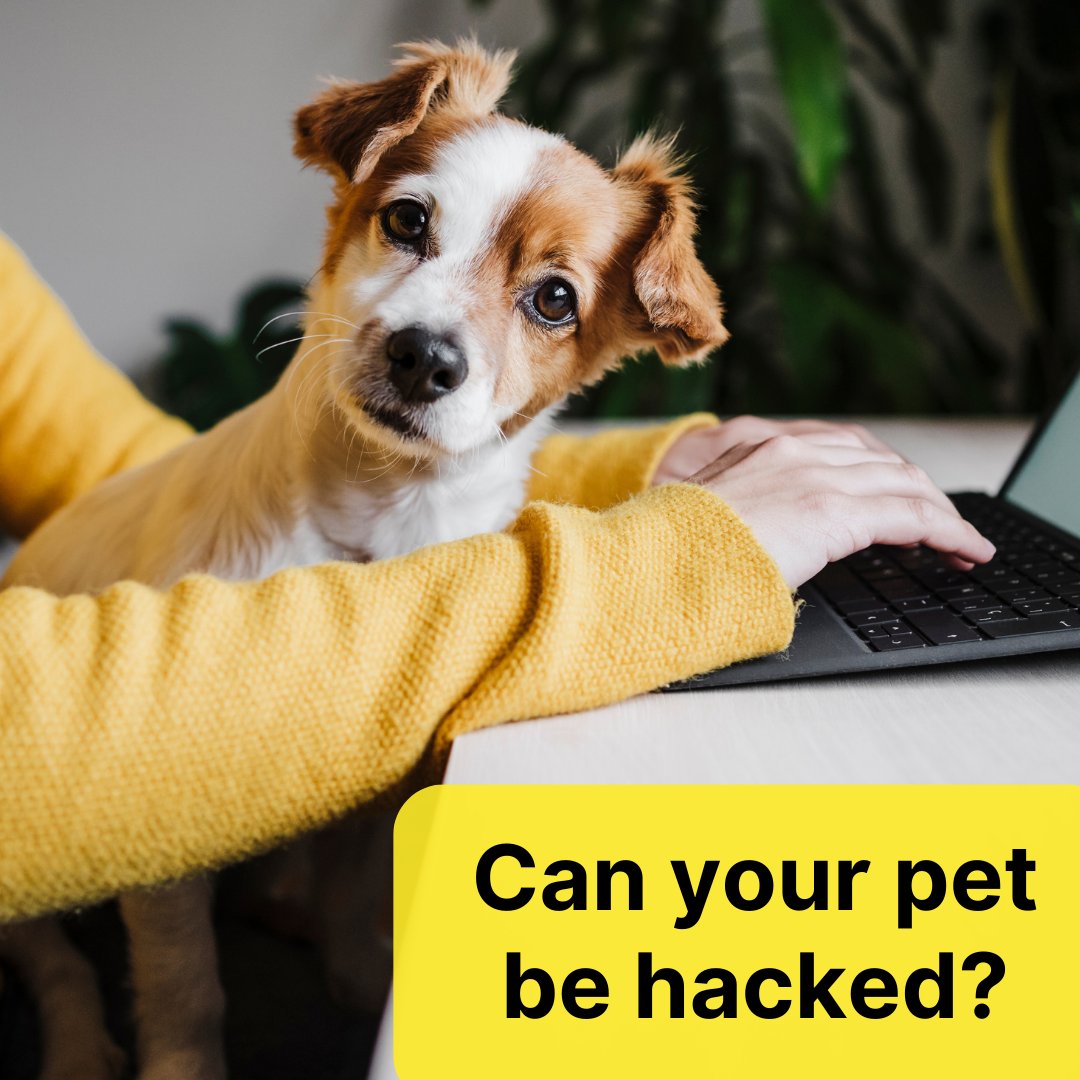 Your pet's latest tech could be leaving you vulnerable to emerging #cyberthreats. 📱🐶 nr.tn/3TxBh78