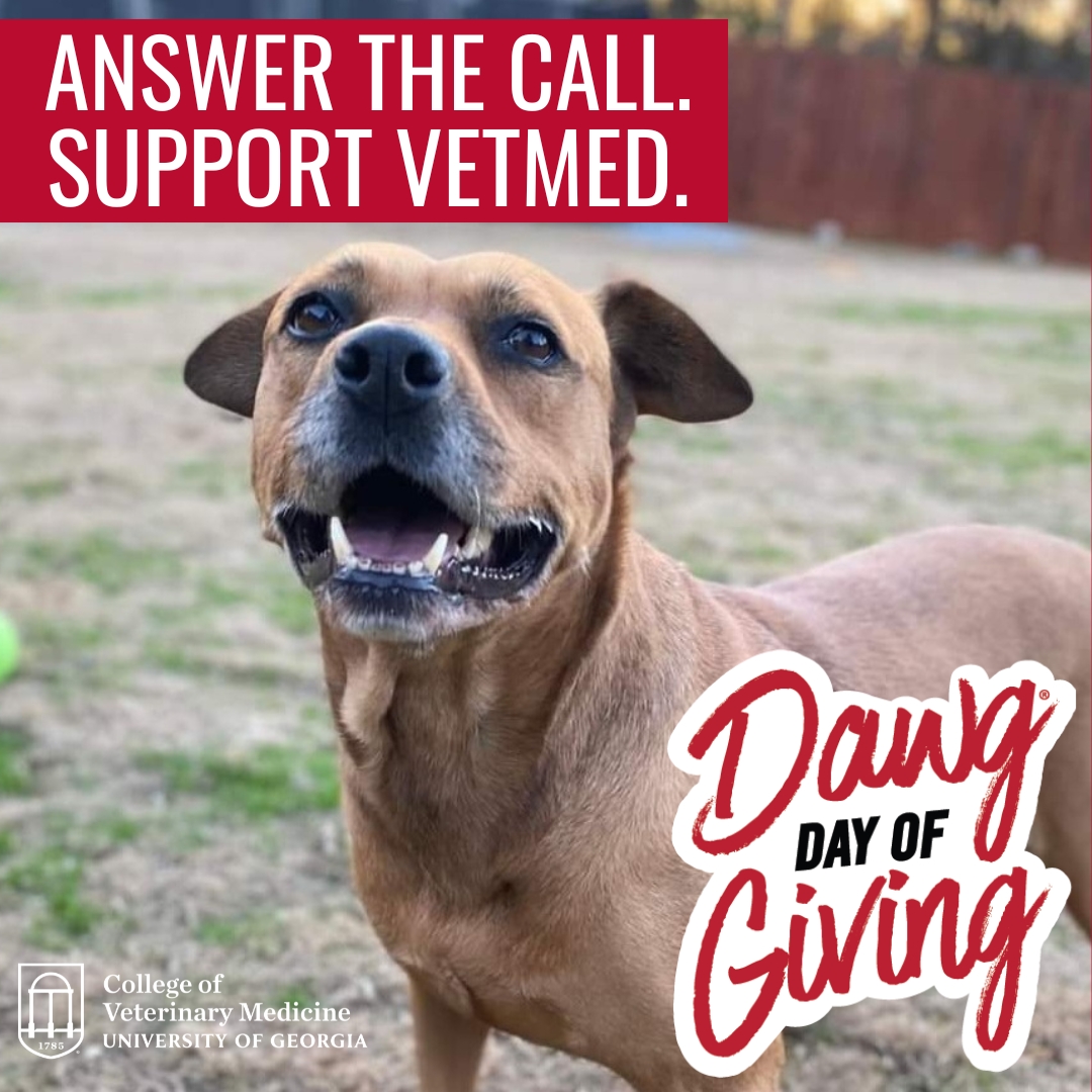 For Dawg Day of Giving this year, we will be raising funds for our Veterinary Teaching Hospital. If we reach our goal of 225 gifts today, those donations will be matched by a very generous $50,000 gift in honor of Lulu (pictured). To make a gift, visit bit.ly/43qHiHj