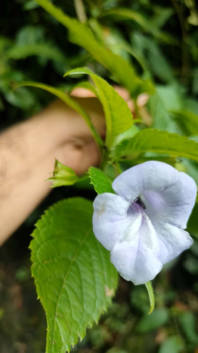 Dr Krishna Chowlu, Scientist-D and her team, discovered a new plant species belonging to the genus Cyrtandromoea from #WestKameng district of Arunachal Pradesh, India. (1/4)