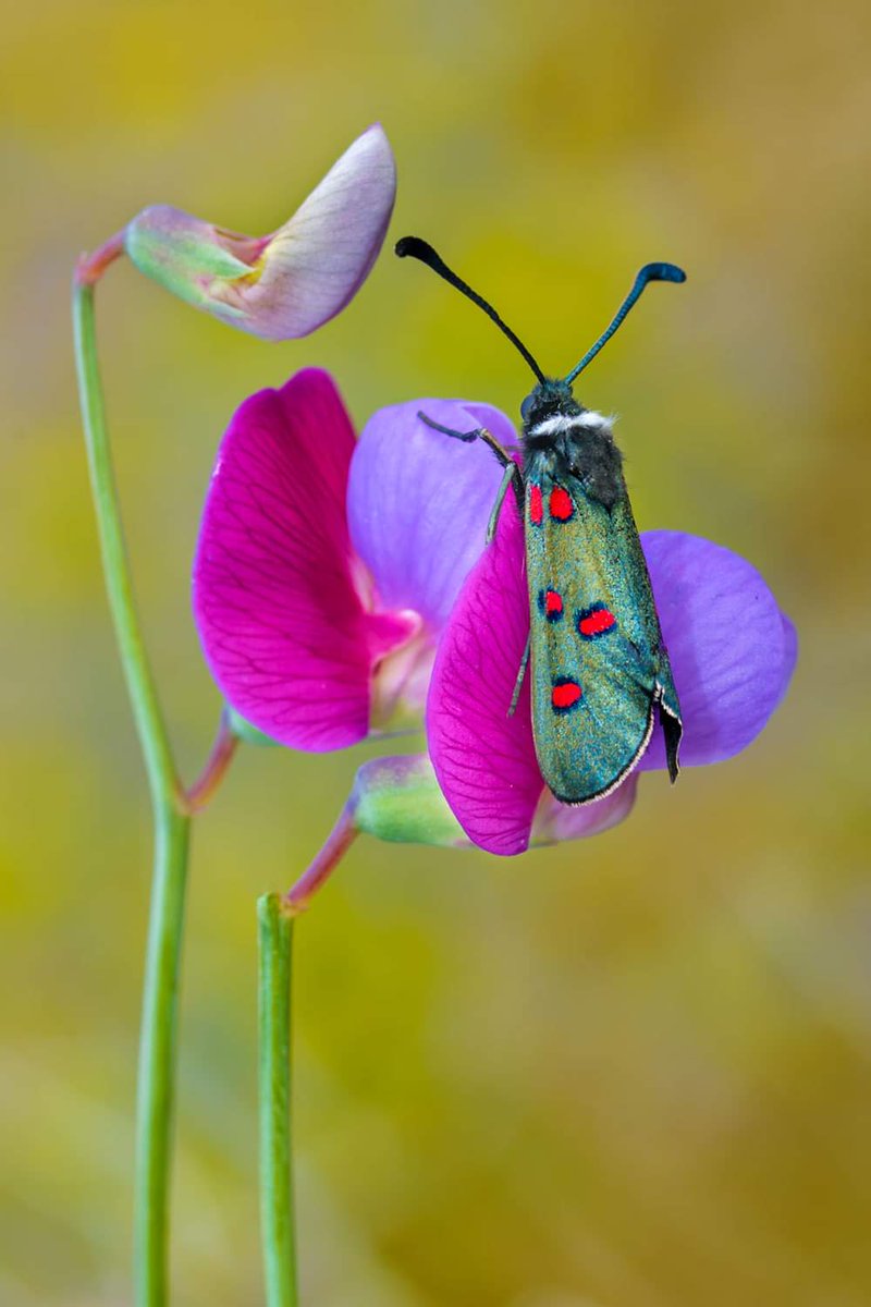 Zygaena lavandulae, gitaneta, un altre més! S'ha d'aprofitar que aquests dies es deixen veure! @MuseuBdn @catalanbms @xarxadeparcs @SonyEspana @Foto_K @NatGeoEsp @Nicolastimica