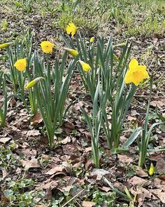 omaralotaibi's tweet image. #artist #amazon #nicelook  ift.tt/WogjkZK