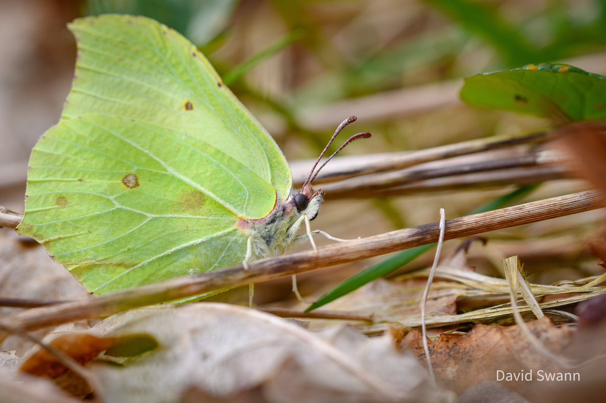 Brimstone, Pickering today. @Natures_Voice @NorthYorkMoors @YorksWildlife @WoodlandTrust @savebutterflies @BC_Yorkshire @MacroHour @ThePhotoHour