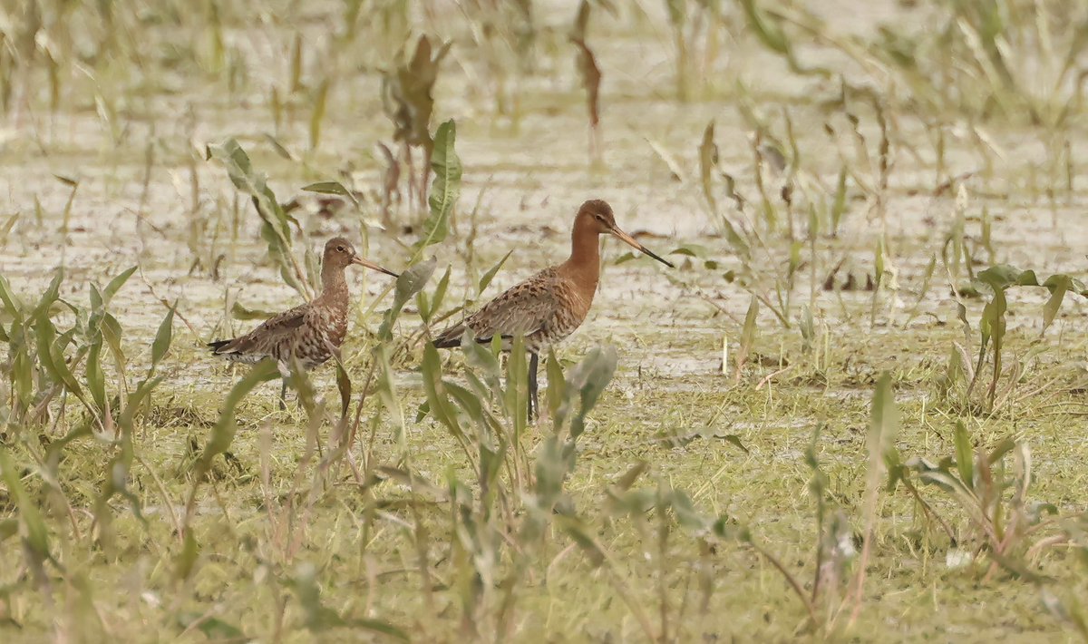 Jonathan Mercer tweet media