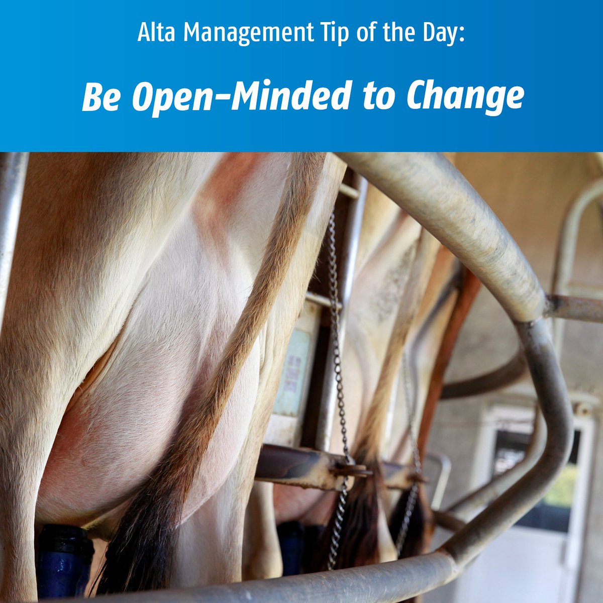 Alta Management Tip of the Day:

“We’ve always done it that way” is one of the most expensive statements you can make. Don't let that statement prevent you from making small changes and improvements that can lead to big differences in productivity, cow comfort, and profitability.
