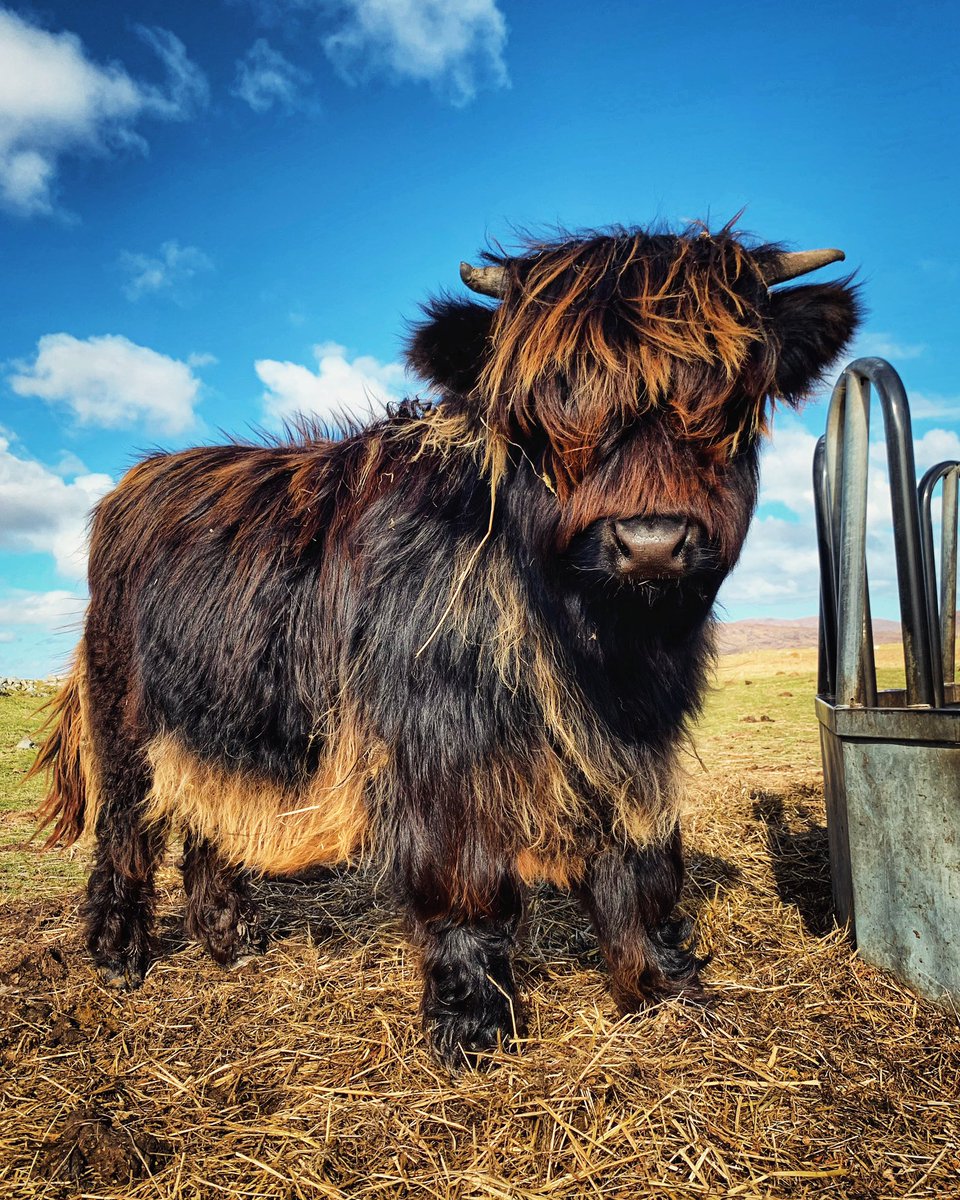 Fluffy little coo of mine…
Charlie
☀️

#TuesdayFeeling #Coosday #spring #farming #croft #StormHour #jefinuist #outerhebrides #Scotland