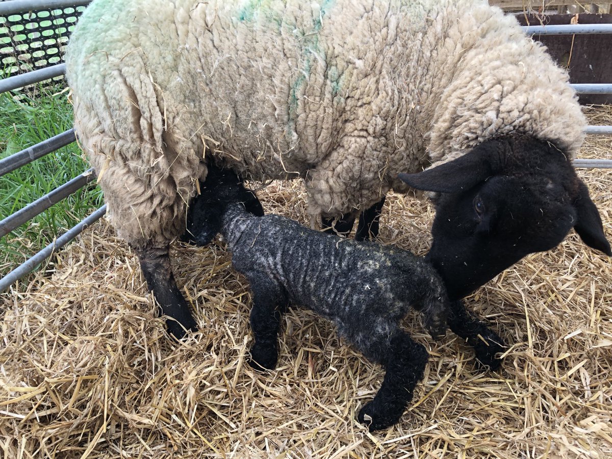 Lambing 2024 has started!!! #jonestherose #lambing #springtime #smallholder #lambs