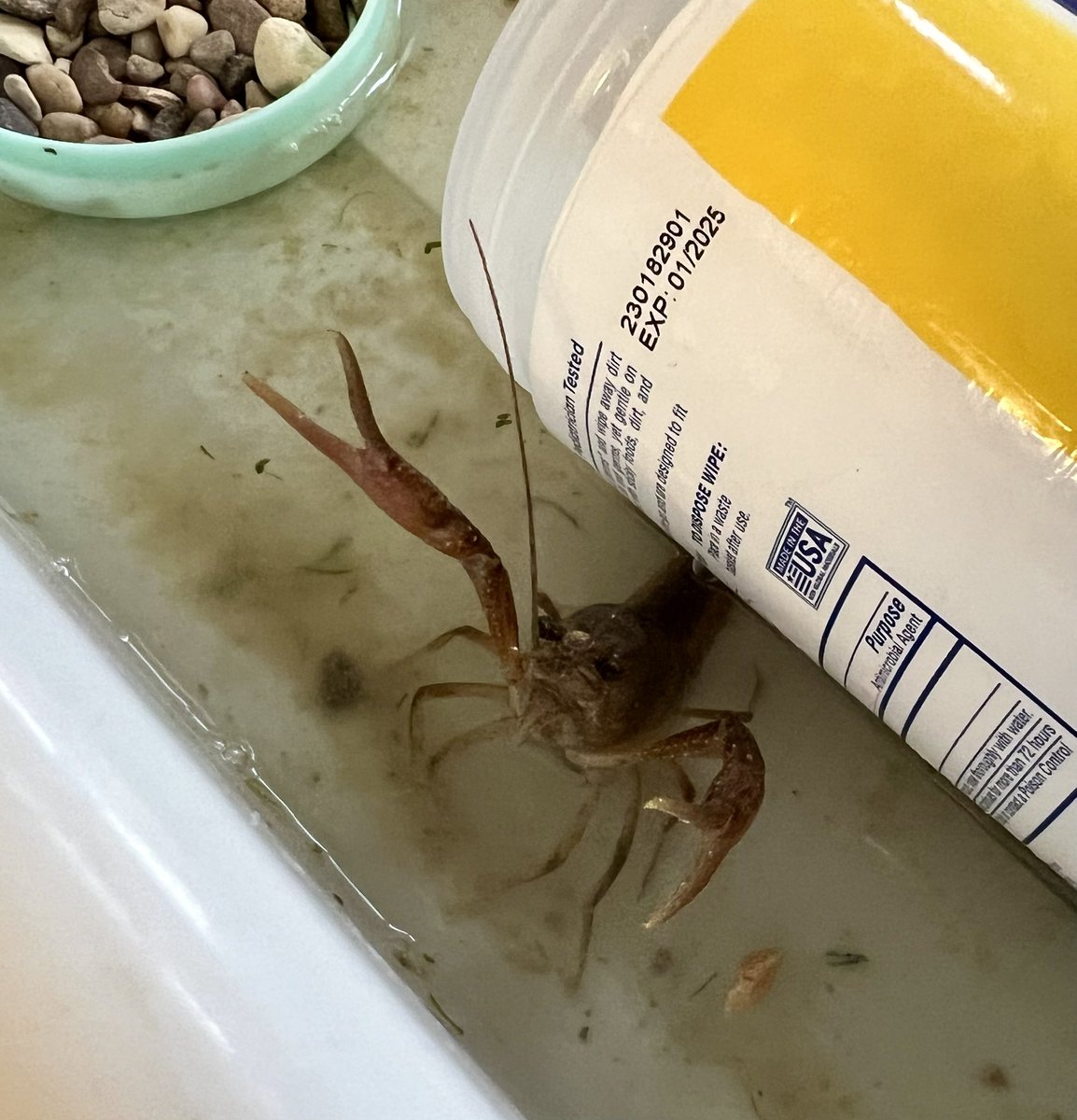Our Tigers 🐯 are enjoying the study of our new classmates — crawfish 🦞. #engagedlearning #scienceisfun <a href="/JohnRGood/">JohnRGood</a>
