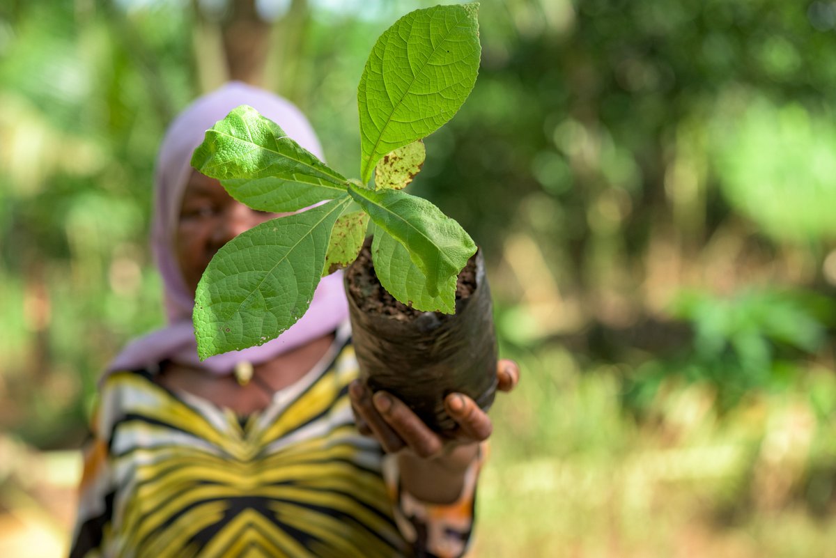 In the rich, biodiverse Ruvuma landscape of Tanzania, @WWF’s Foresters of the Future programme is working with local schools & faith-based groups to raise seedlings and restore the forest. Read more in our 2023 Impact Report 👉🏽 bit.ly/43hCQu8 @WWFLeadForests