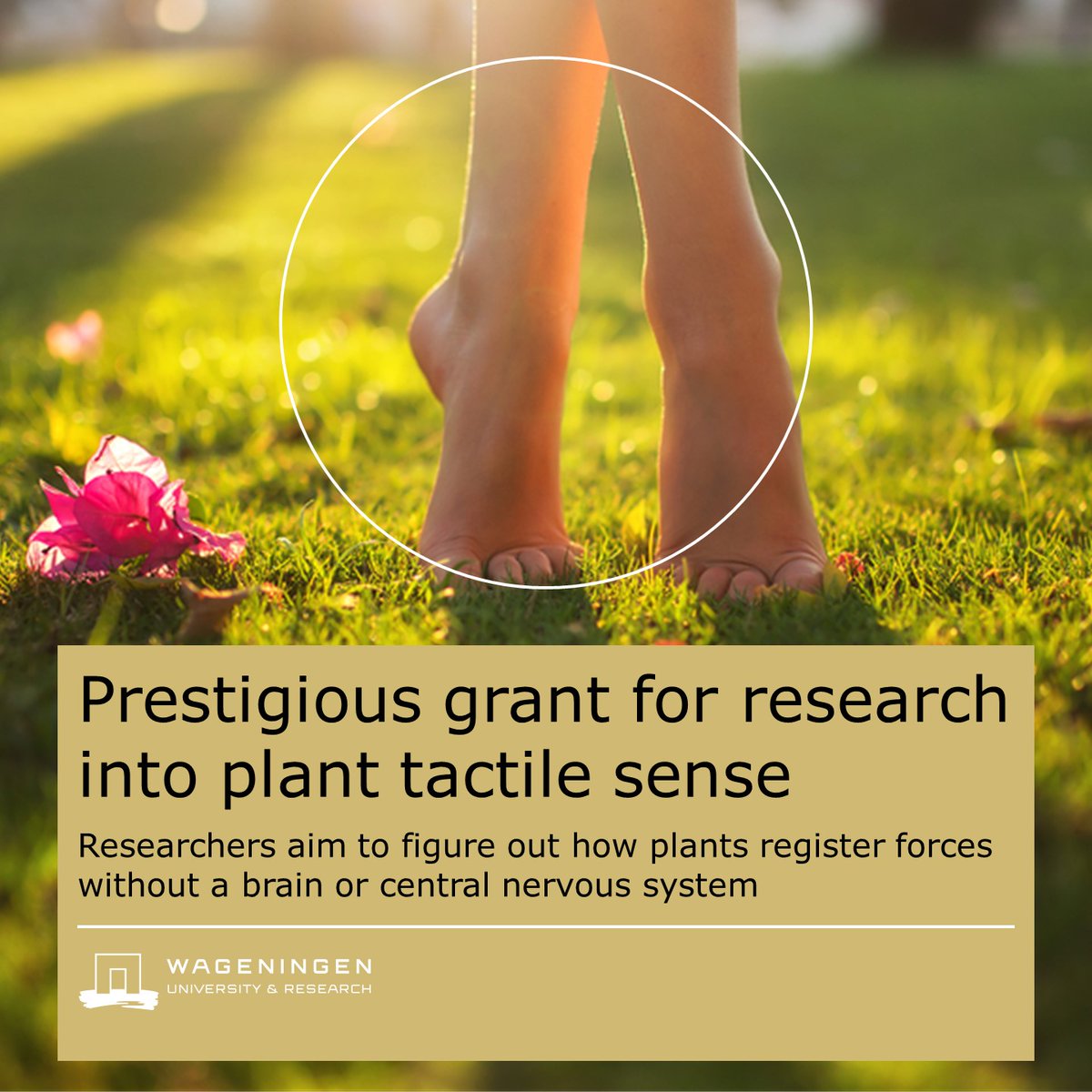 💡 How can plants register force, when they don't have a brain or central nervous sytem? That is exactly what the #GreenTE consortium is going to research over the next 10 years. The group has been awarded a €22.8 million grant 👉 wur.nl/en/news-wur/sh… @plantscifyi @LBentsink