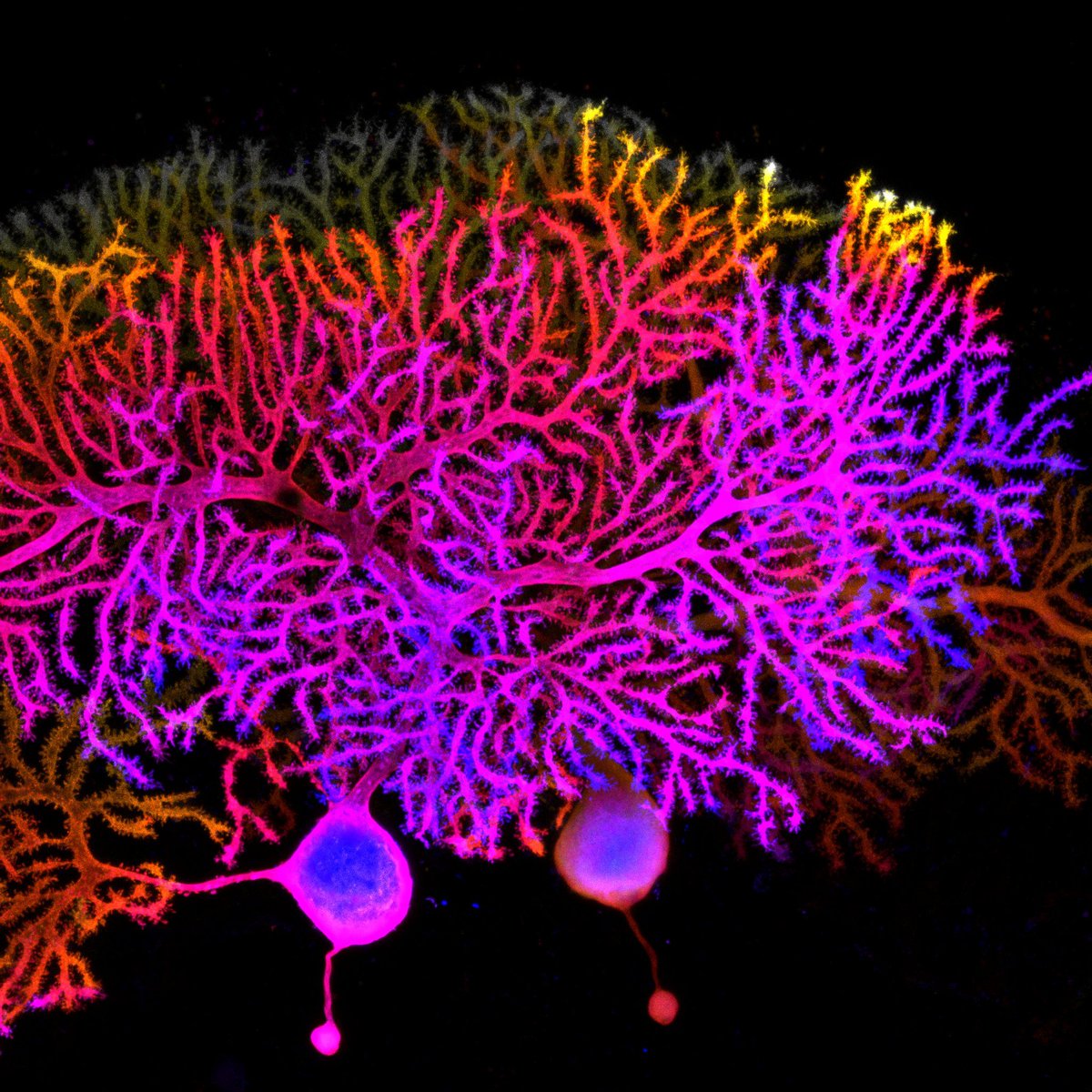 Interdisciplinary Institute for Neuroscience 🧠 tweet media