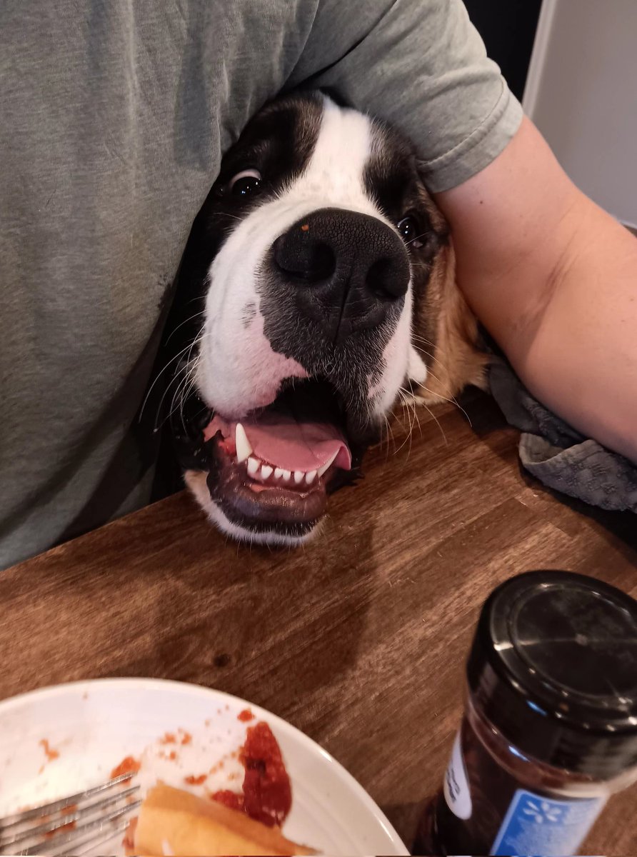 introvertedpnw's tweet image. I ALSO LIKE MEATBALL SUBS