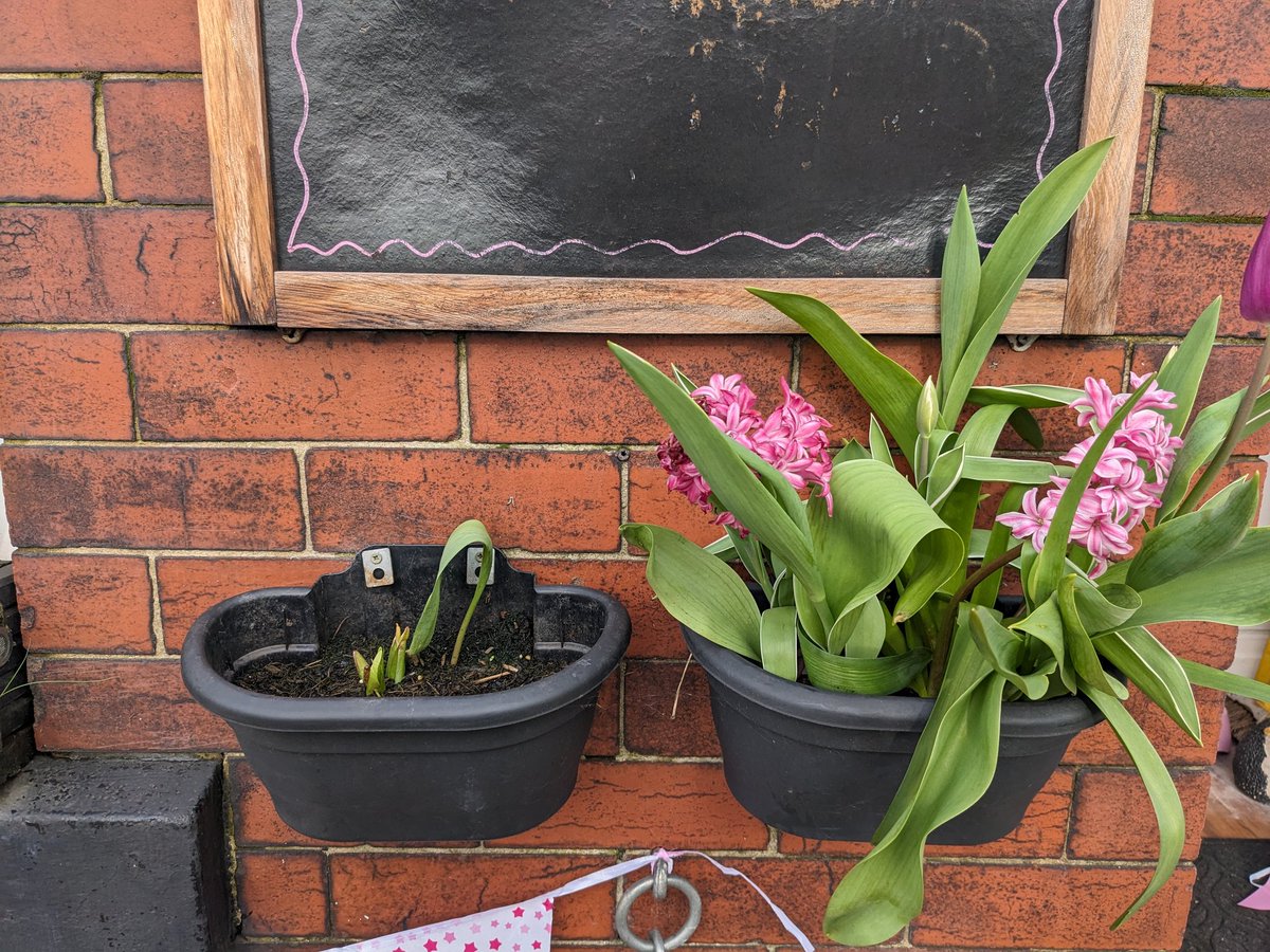 Planted both these tubs with identical bulbs from the same packs, hyacinth and tulips plus new compost from the same bag.. how has this happened! 
🌿🌷🌱🪻🌿
@autisticgardner #strangegardening #spring #springbulbs #therailweigh