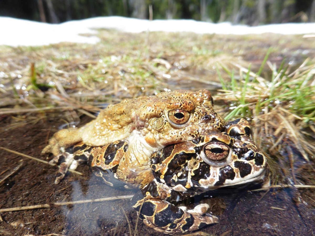 How predictable is evolution? When lineages adapt separately, are the same genes involved repeatedly? Are hybrid adaptations a distinct class of genes? @_Mountain_Man et al. studied 3 hybrid zones of the Yosemite toad, and found surprising results… DOI: buff.ly/3TIyCc1