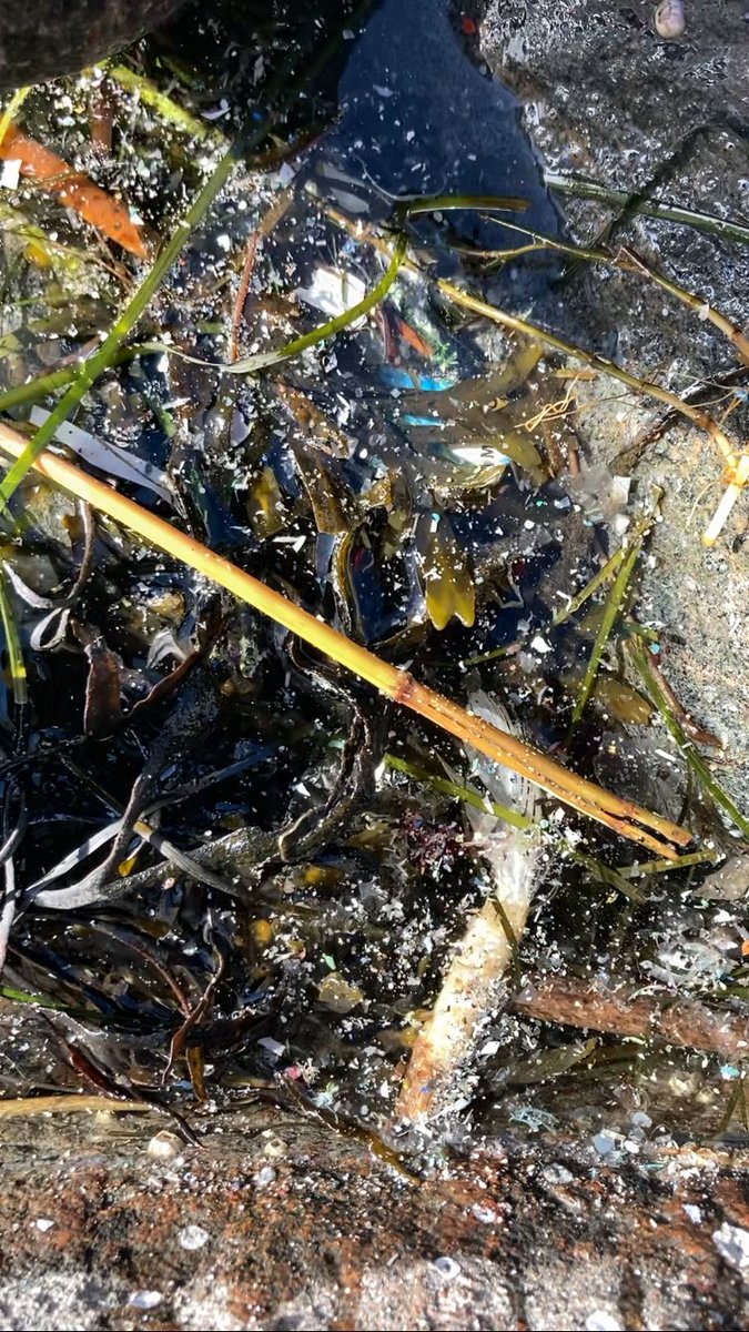 Roskapostia Hangosta tweet media