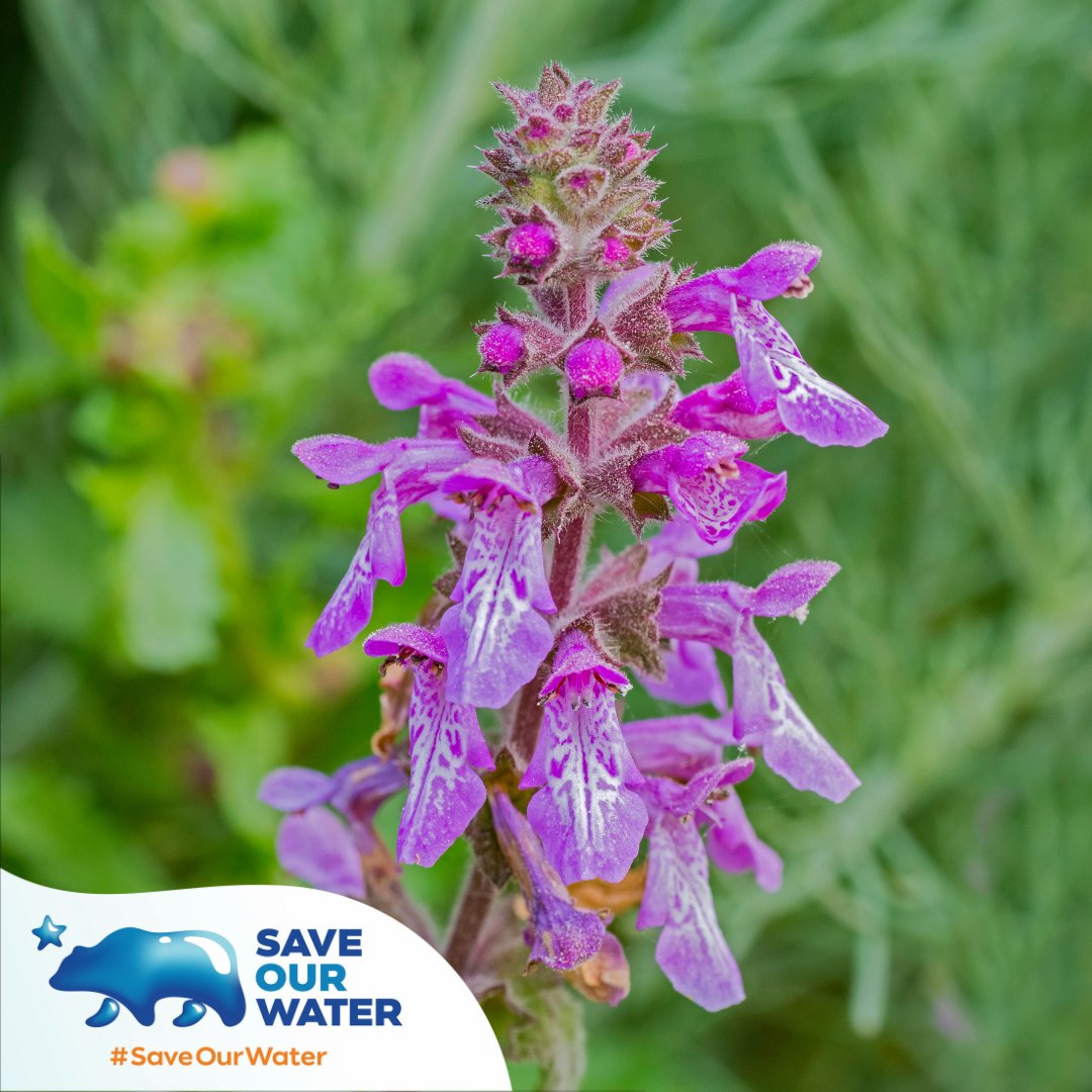 Santa Barbara residents! Here are some California native plants that are native to your southern costal region: 🌱 Black Sage (Salvia mellifera) 🌱 Ocean Spray (Holodiscus discolor) 🌱 California Hedgenettle (Stachys bullata)